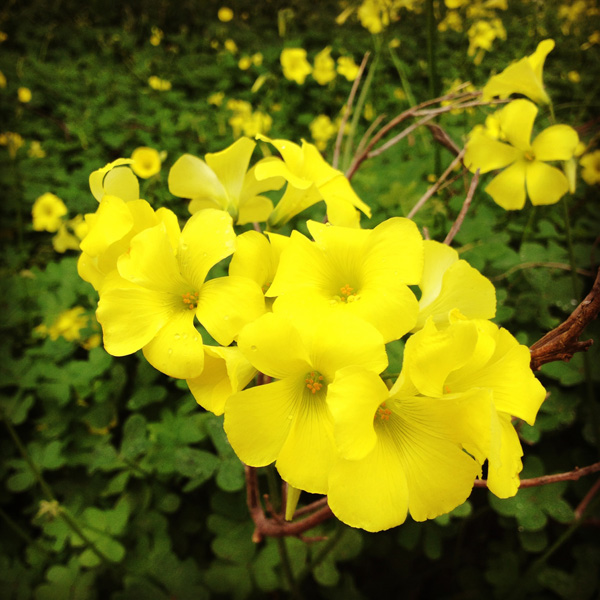 Crete Yellow Flowers